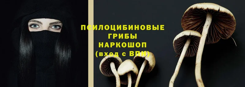 Галлюциногенные грибы Psilocybe  Петушки 